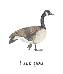 Funny canada goose "I see you" card