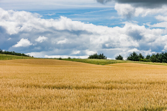 A golden field of wheat with dramatic clouds on a sunny day.