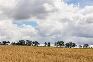 Fototapeta premium A golden winter wheat field with storm clouds and a dark row of trees in the background.
