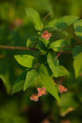 Euonymus verrucosus, of the family Celastraceae.