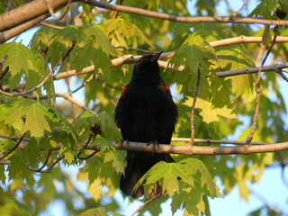 bird