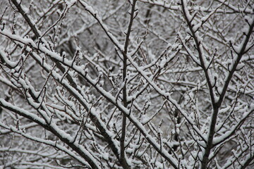 木々の枝葉に雪が積もっている冬の風景