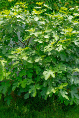 June 20, 2021 - Photo of a Chicago Hardy Fig Tree planted in NJ that is thriving in the Spring Season, and is ready for the Summer Season. 