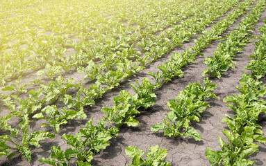 a field of sugar beets in the afternoon sun