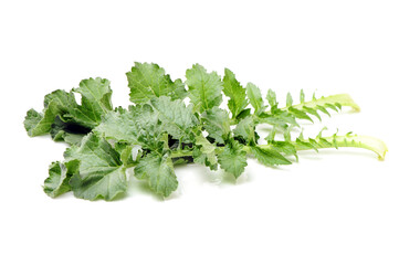 White radish leaves on white background 