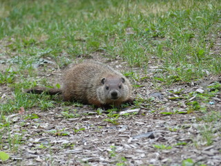 animal