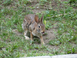 rabbit