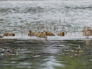 baby ducks