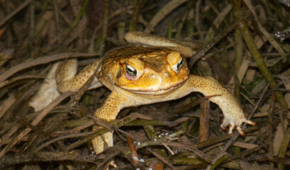 Cane toads at night in Gregory river Queensland, Australia.