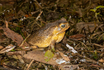 Cane toads at night in Gregory river Queensland, Australia.