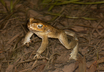 Cane toads at night in Gregory river Queensland, Australia.