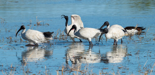 white ibis feeding on a lagoon in far north Queensland, Australia.