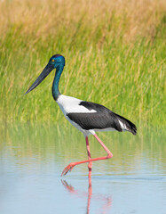 Jabiru in a lagoon in far north Queensland, Australia.