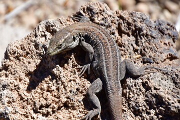 LAGARTO