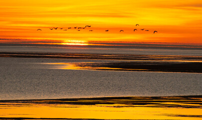 A flock of Ibis flying  over the gulf of carpentaria Queensland Australia.at sunset.