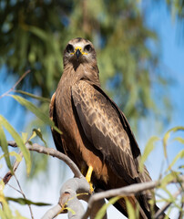 whistling kite in outback Queensland, Australia.