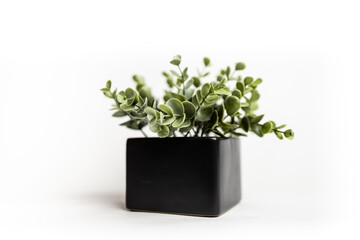 Smooth House Plant on White Background