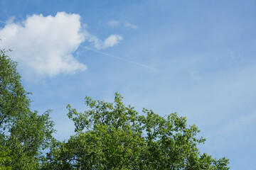 tree crowns, summer blue sky and a trail from an airplane in the clouds