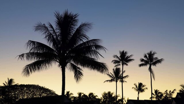 Silhouette Of Palm Trees Against Clear Morning Sky