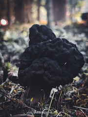 False Morel