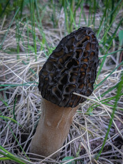 Morel