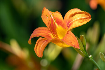 Fototapeta premium orange tiger lily