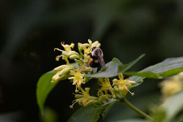 bee on a flower