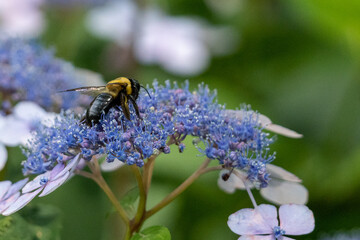 bee on a flower