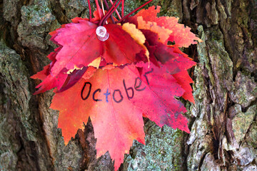 Red maple leaf with the word October pinned on tree. Nature calendar. 