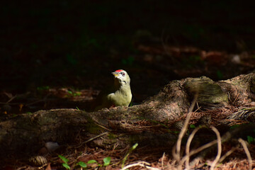 木の根元に立つ秋の朝のヤマゲラ
