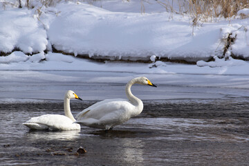 立ち上がった冬の川の白鳥