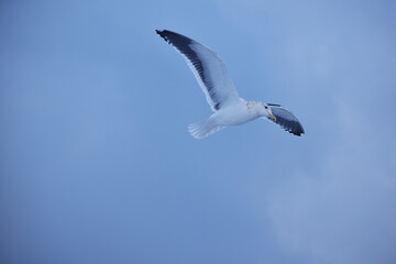 Obraz premium 上空から下を見るカモメ