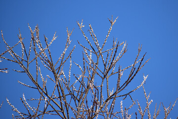 春のネコヤナギと青空