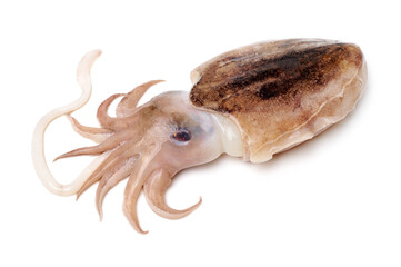 Raw cuttlefish on white background - obrazy, fototapety, plakaty