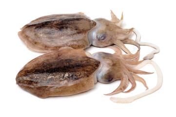 Raw cuttlefish on white background