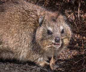 Cape Hyrax