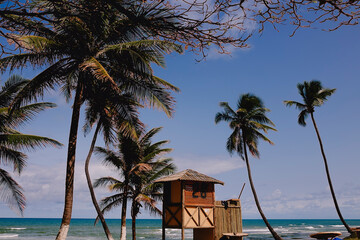 Coqueiros na praia do flamengo - Salvador Bahia Brasil
