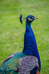 Obraz premium Gorgeous portrait of a blue peacock with silky blue feathers