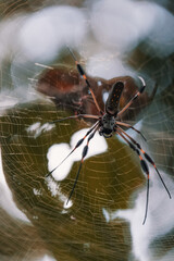 Spider 