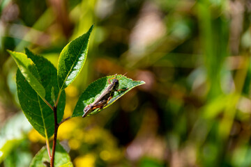 Fototapeta na wymiar A grasshopper perches itself on a green leaf to get a better view of its surroundings on a bright sunny day.
