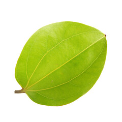 green leaf isolated on white