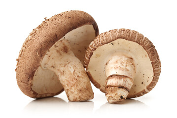 Shiitake mushroom on the White background 