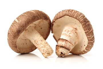 Shiitake mushroom on the White background 