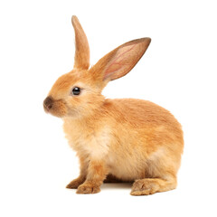  orange rabbit on white background 