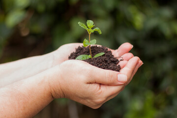 plant in hands