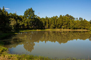 Fototapeta na wymiar lake and trees