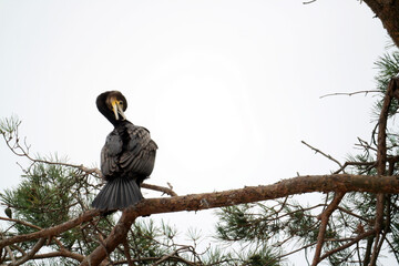 Little black cormorant bird perched on a branch - Powered by Adobe