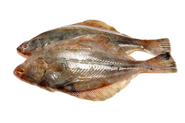 Psetta maxima (Turbot Fish) isolated on white background 