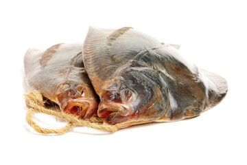 Psetta maxima (Turbot Fish) isolated on white background 