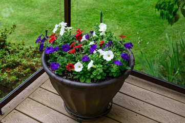 Red, White, and Blue petunias blooming in a planter on a back yard deck, as a cheerful background
